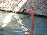flamingos ++